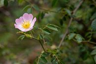 Blüte der Hunds-Rose (Rosa canina). von Fartifos Miniaturansicht