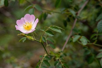 Fleur de l'églantier (Rosa canina).