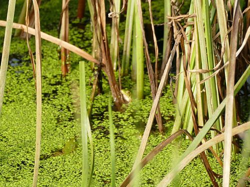 Der grüne Frosch