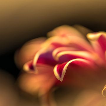 Abstracte bloem van Paquita Six