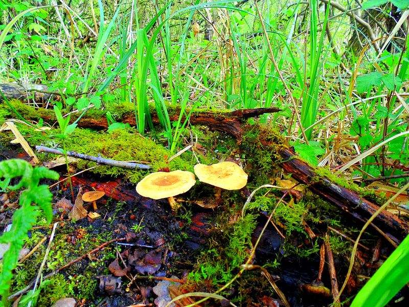 Waterbos par Koos Iperen