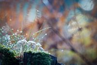 Magical Forest - Autumn