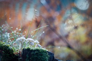 Magical Forest - Autumn van Shanna van Mens Fotografie