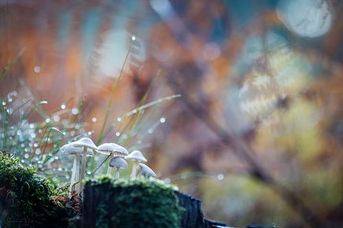 Magical Forest - Autumn