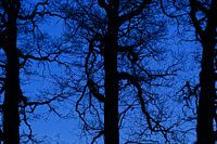 Deep blue trees keep watch