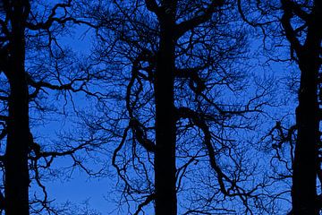 Deep blue trees keep watch by Herman Kremer