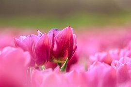 Tulips by Kim van der Plas