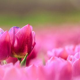 Tulpen von Kim van der Plas