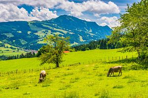 Kühe im Allgäu