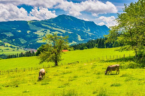 Koeien in de Allgäu
