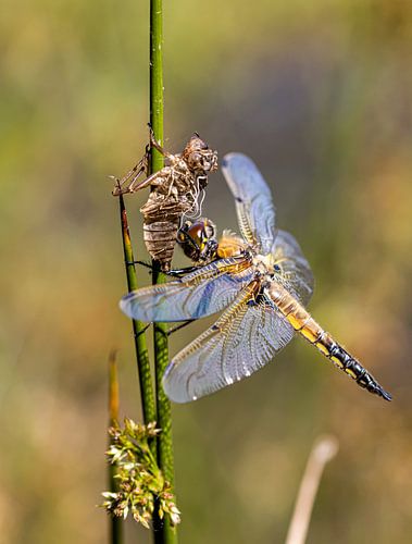 Uit sluipende Libelle