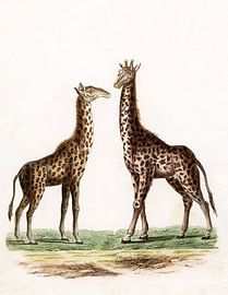 Giraffes by Liesbeth Govers voor Santmedia.nl
