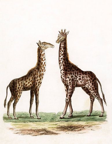 Giraffen