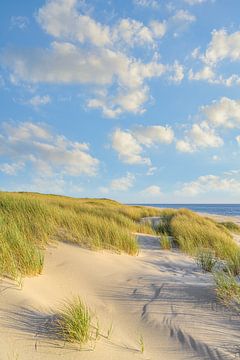Dunes on Sylt in the evening