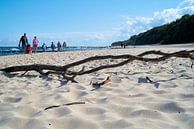 Strandgut am Strand der Ostsee von Heiko Kueverling Miniaturansicht