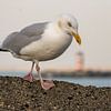 Goéland argenté sur la jetée d'IJmuiden sur Miranda Vleerlaag