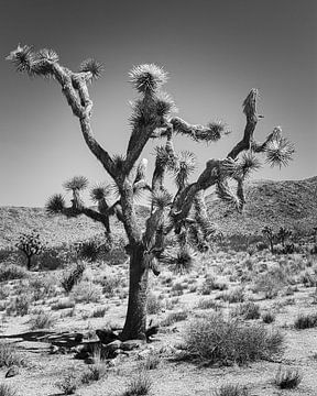 Der Joshua Tree in Schwarz und Weiß von Henk Meijer Photography