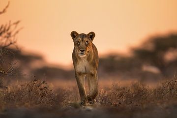In the eye of the lion by Jan-Joost Snijders