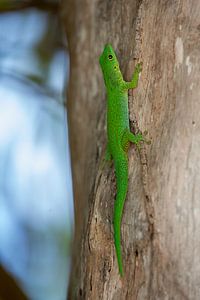 Lézard vert tropical néon aux Seychelles