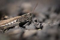 Cricket on pebbles