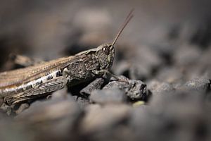 Cricket sur cailloux sur Isabel van Veen