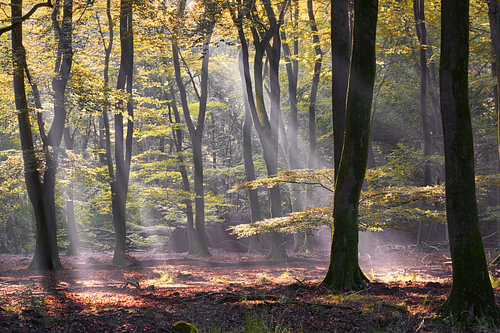 Les rayons du soleil à travers la forêt au petit matin sur Cor de Hamer