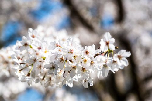 Macro witte bloemen van kers met bokeh