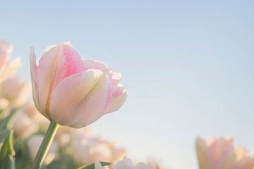 Nederlandse tulpen in pastel van Pauline Aalfs