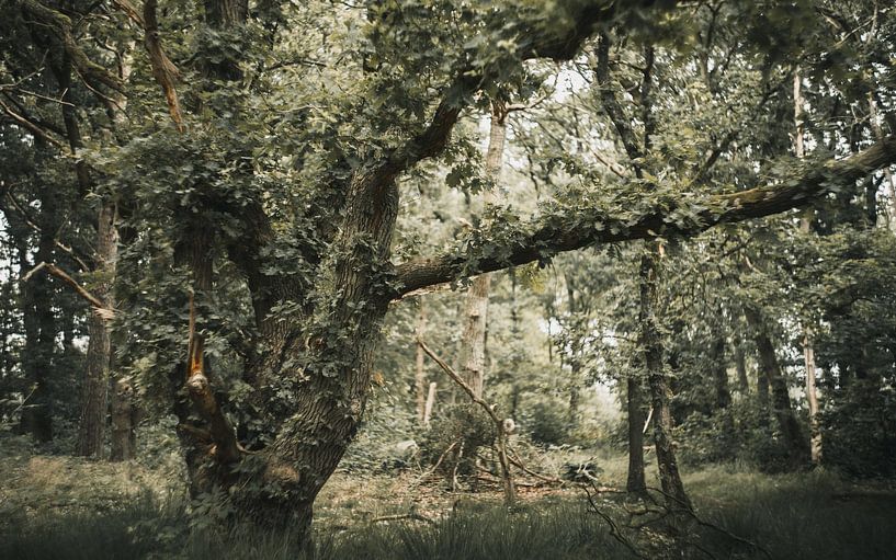 Alte Eiche von Ruben Terlouw