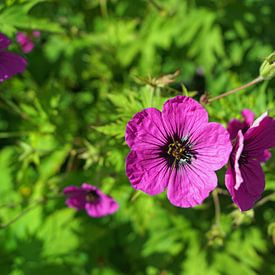 Scotland Flowers by Babetts Bildergalerie