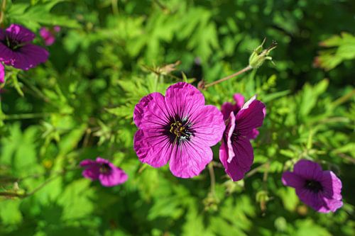 Schotland Bloemen