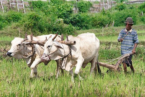 Rice field ploughing