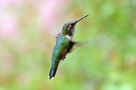 Kolibri von Wim Frank Miniaturansicht
