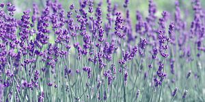 Lavender by Violetta Honkisz