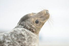 Zeehond van Loulou Beavers