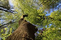 In het bos