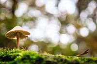 Mini herfstlandschap