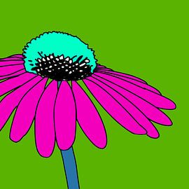 Gemeiner Sonnenhut II von Kay Weber