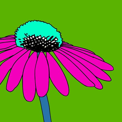 Hélianthème commun II