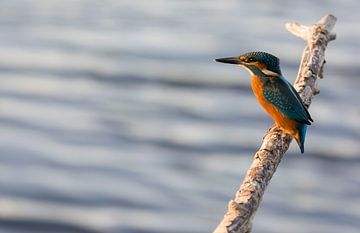 Eisvogel, der von einem Ast über das Wasser starrt von Bianca Fortuin