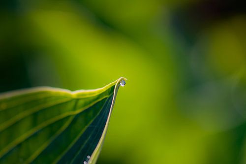 droplet