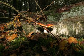 Herbst von Rick Nijman