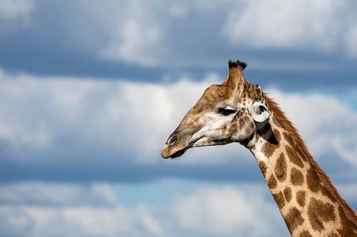 Portret van een giraffe
