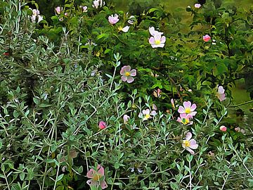 Hundsrose und Teucrium von Dorothy Berry-Lound