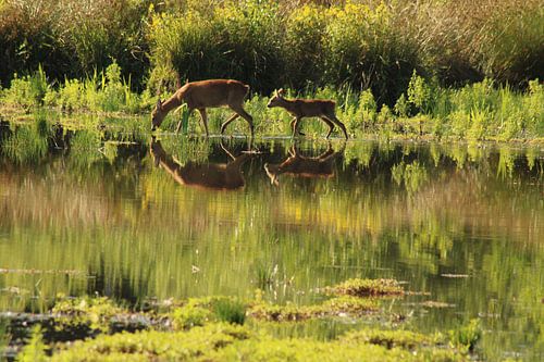 mère avec son petit cul