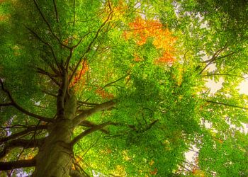 livre magique des rêves