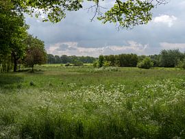 Herrlicher Blick über die Wiesen in der Achterhoek von Robin Jongerden