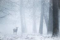 Hert in de mist van Elbert-Jan Achterberg thumbnail