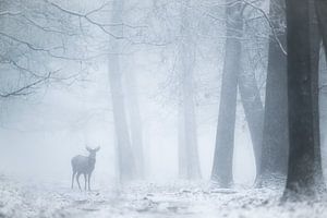 Hirsche im Nebel von Elbert-Jan Achterberg