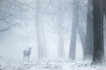 Cerf dans le brouillard sur Elbert-Jan Achterberg